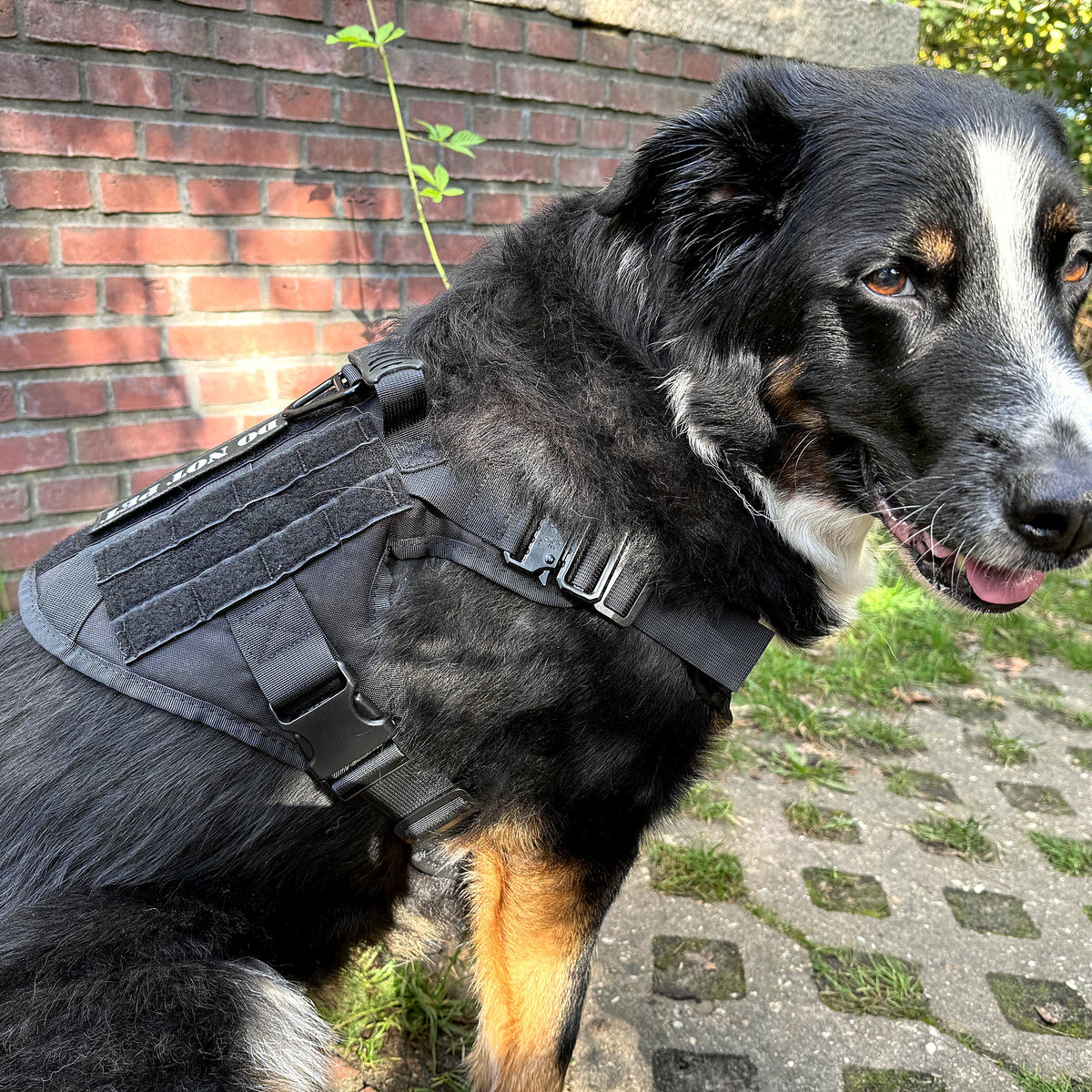 Grote hond draagt het zwarte tactical tuig, zijaanzicht met borstsluiting en schouderband