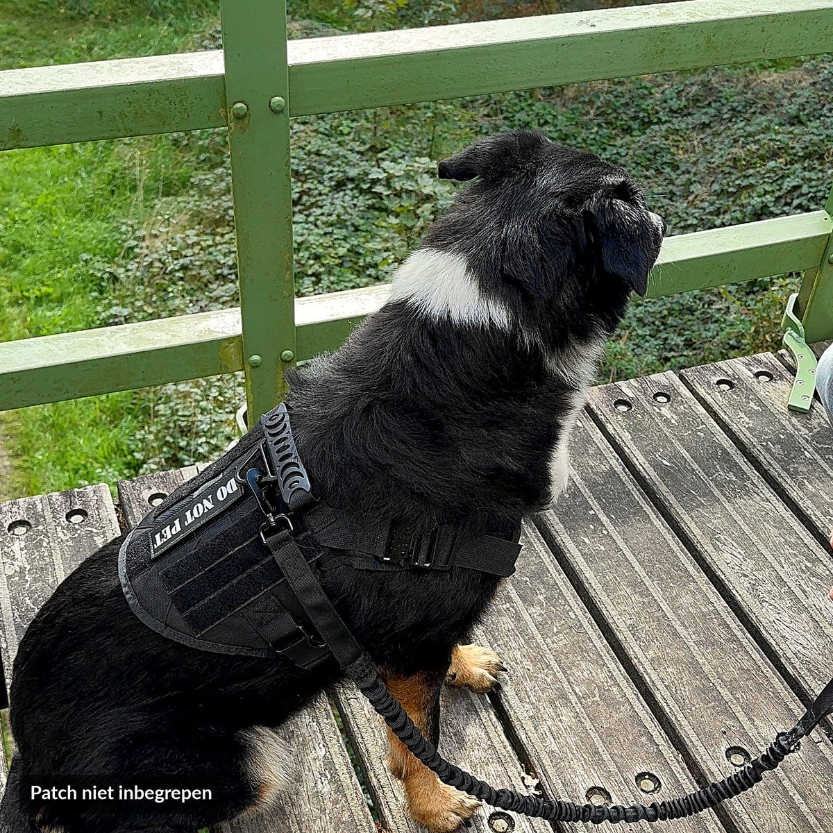 Hond met zwart tactical tuig en bungee riem zit op een houten steiger