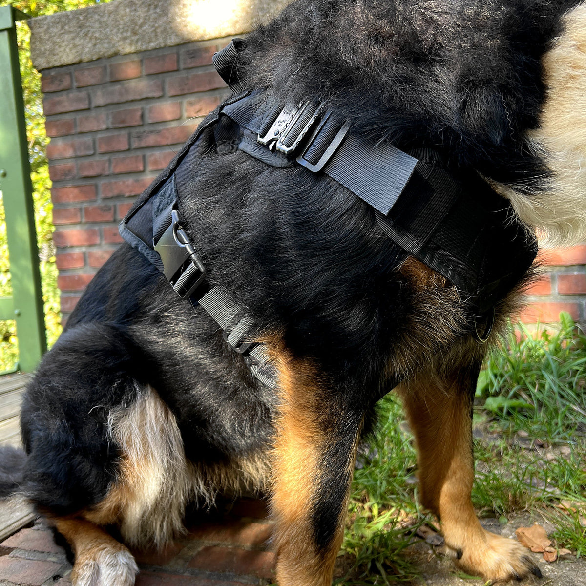 Close-up van de metalen borstsluiting en verstelbare schouderband op een grote hond