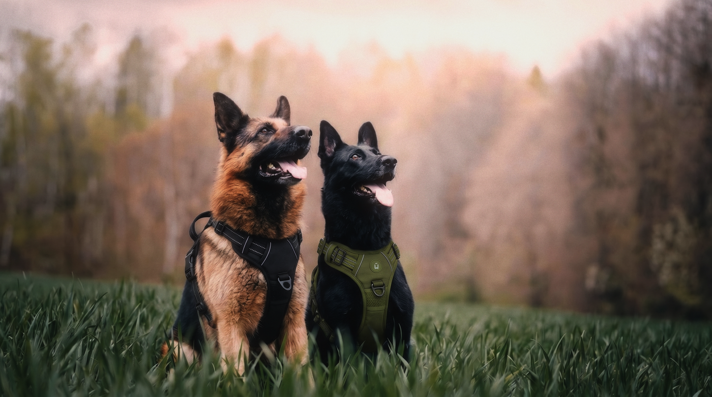Twee grote honden in het veld